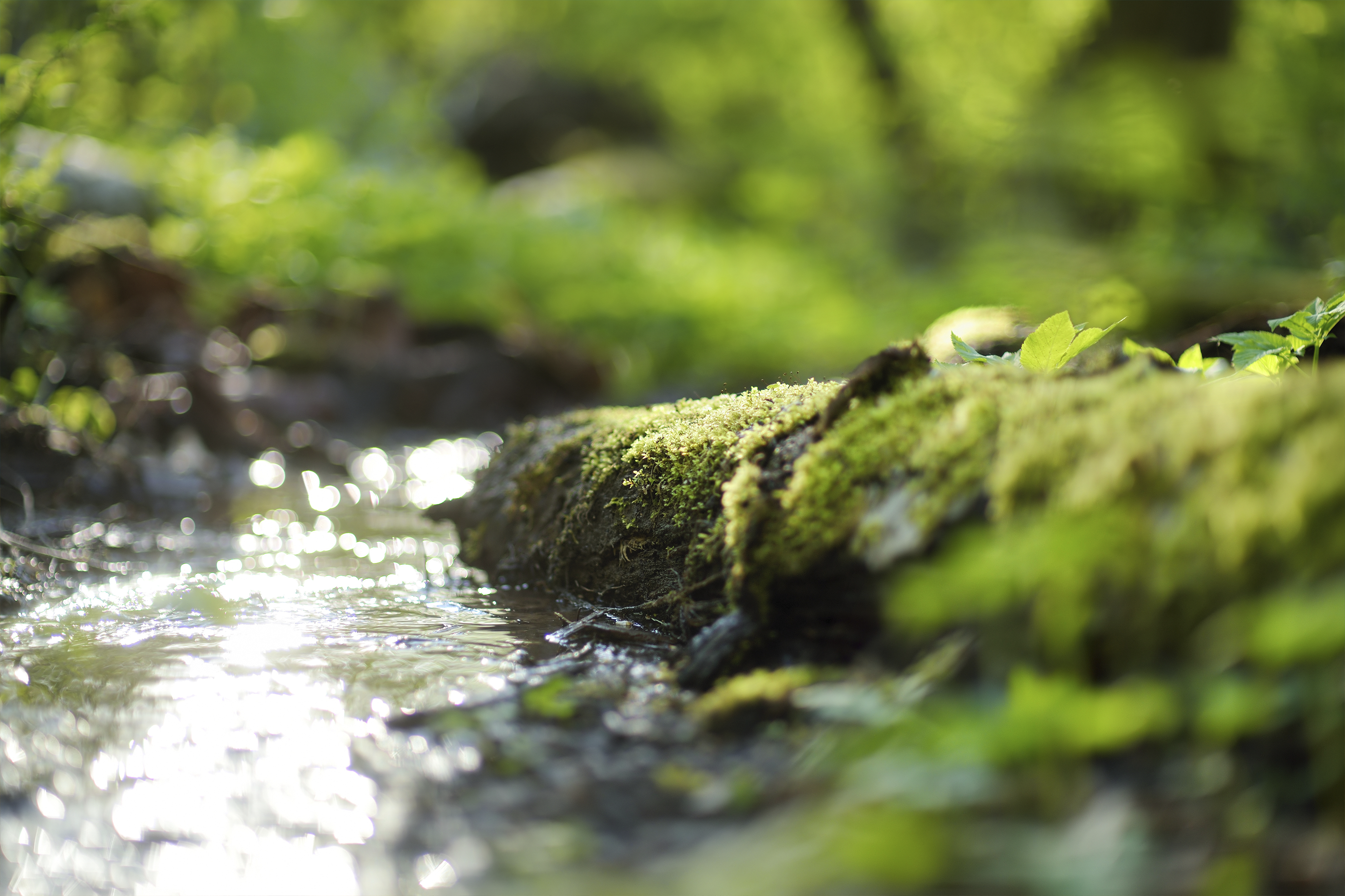 Purificar Água: 5 formas simples de evitar contaminação